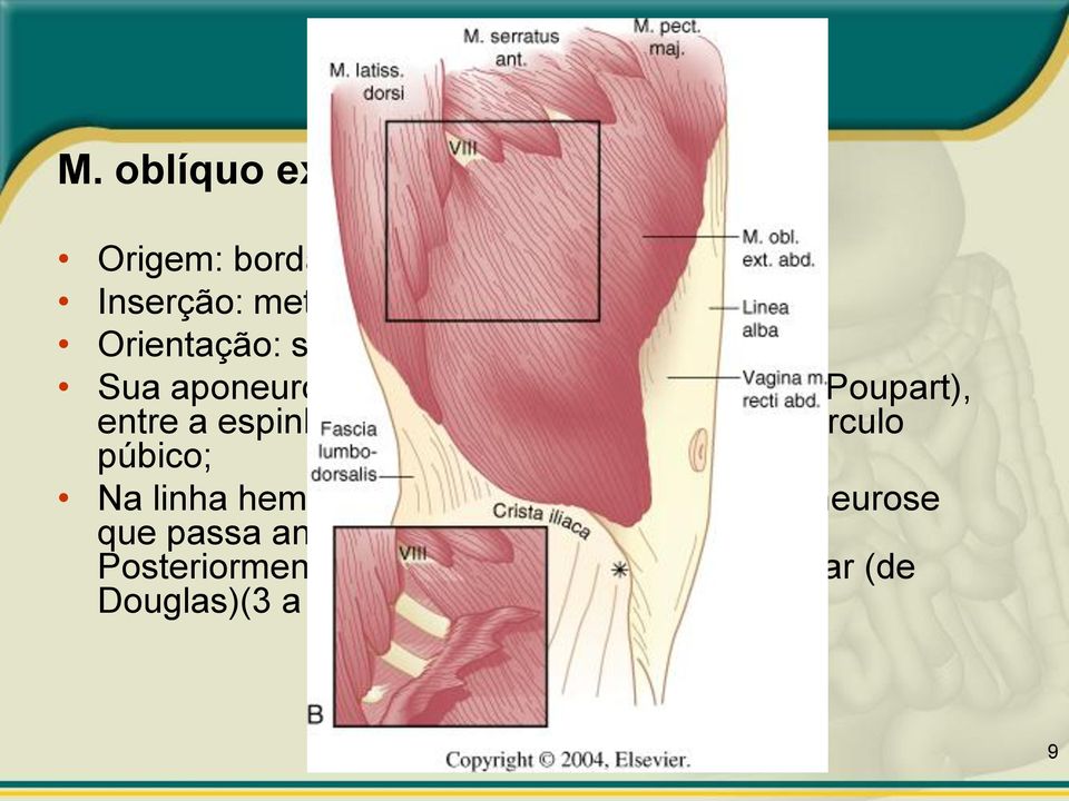 espinha ilíaca ântero-superior e o tubérculo púbico; Na linha hemiclavicular origina uma forte aponeurose que passa