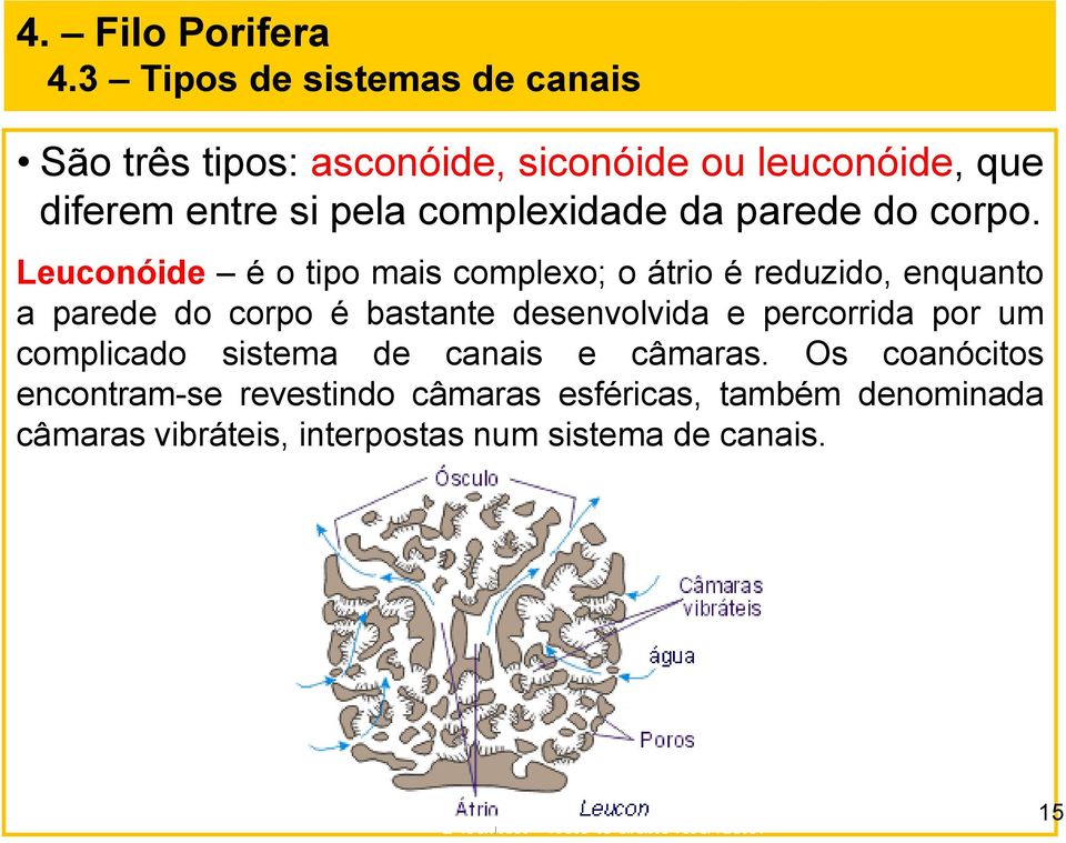 Leuconóide é o tipo mais complexo; o átrio é reduzido, enquanto a parede do corpo é bastante desenvolvida e