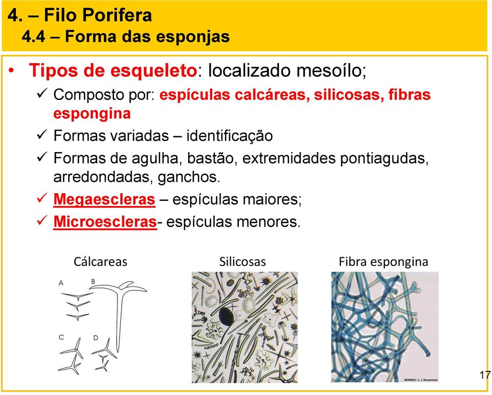 Formas de agulha, bastão, extremidades pontiagudas, arredondadas, ganchos.