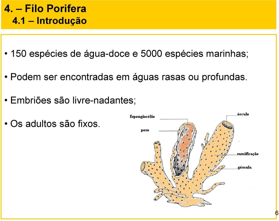 encontradas em águas rasas ou profundas.