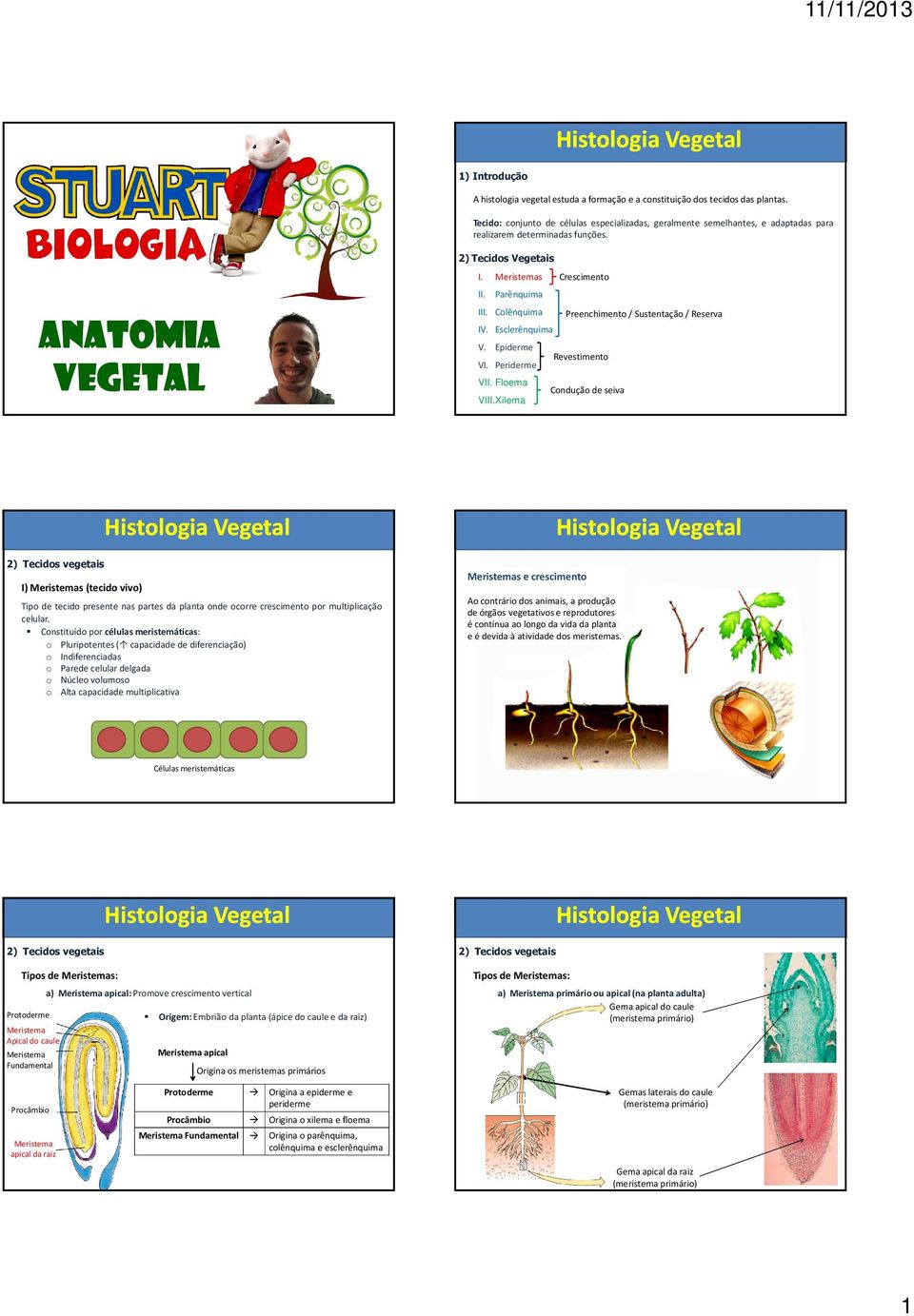 Colênquima Anatomia vegetal Preenchimento / Sustentação / Reserva IV. Esclerênquima V. Epiderme VI. Periderme VII. Floema Revestimento Condução de seiva VIII.