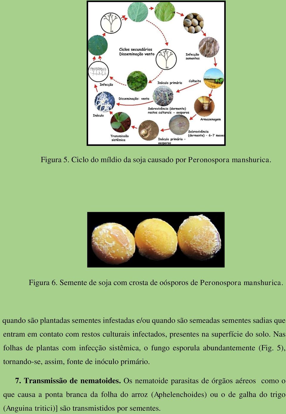 solo. Nas folhas de plantas com infecção sistêmica, o fungo esporula abundantemente (Fig. 5), tornando-se, assim, fonte de inóculo primário. 7.