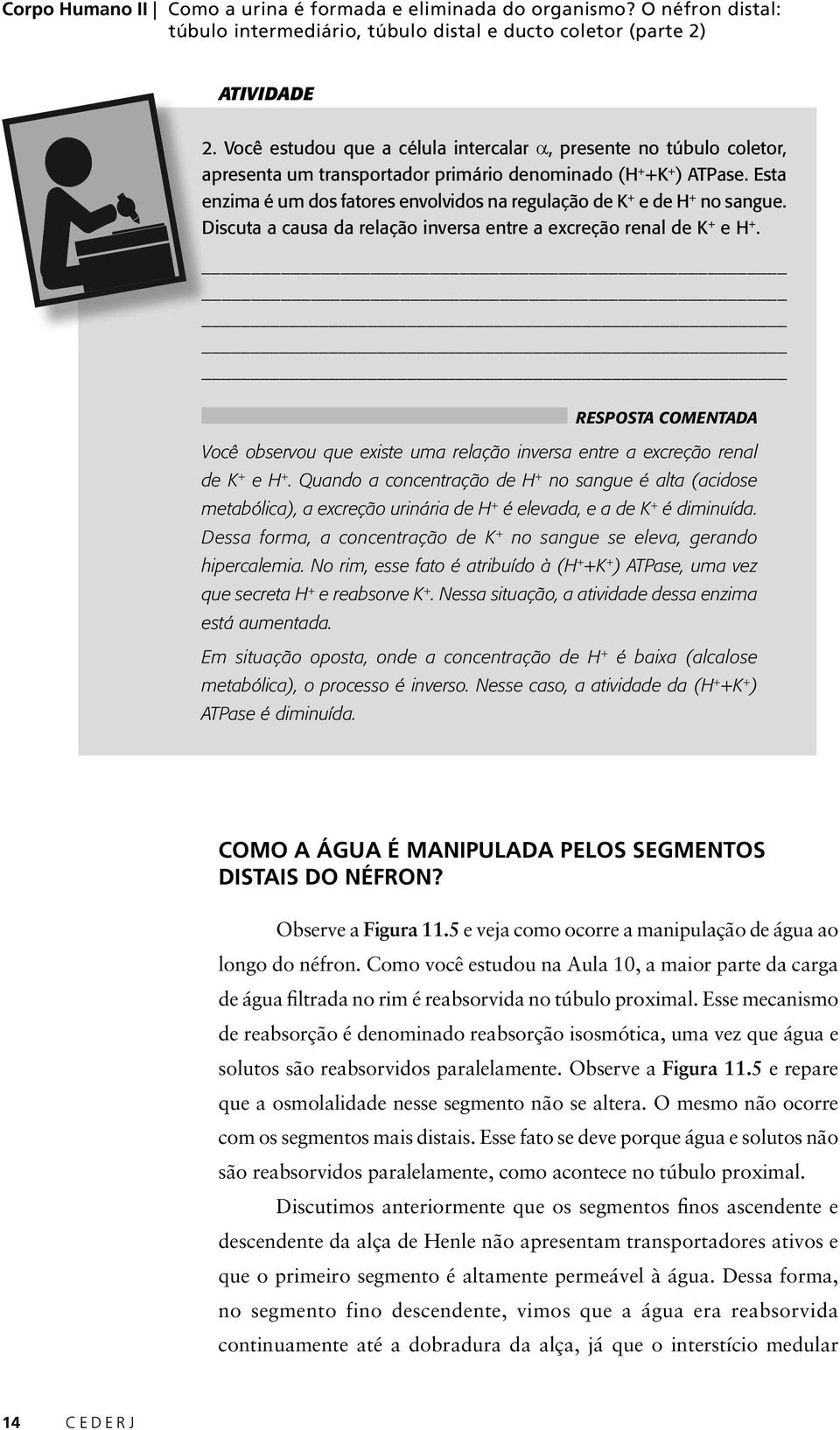 Esta enzima é um dos fatores envolvidos na regulação de K + e de H + no sangue. Discuta a causa da relação inversa entre a excreção renal de K + e H +.