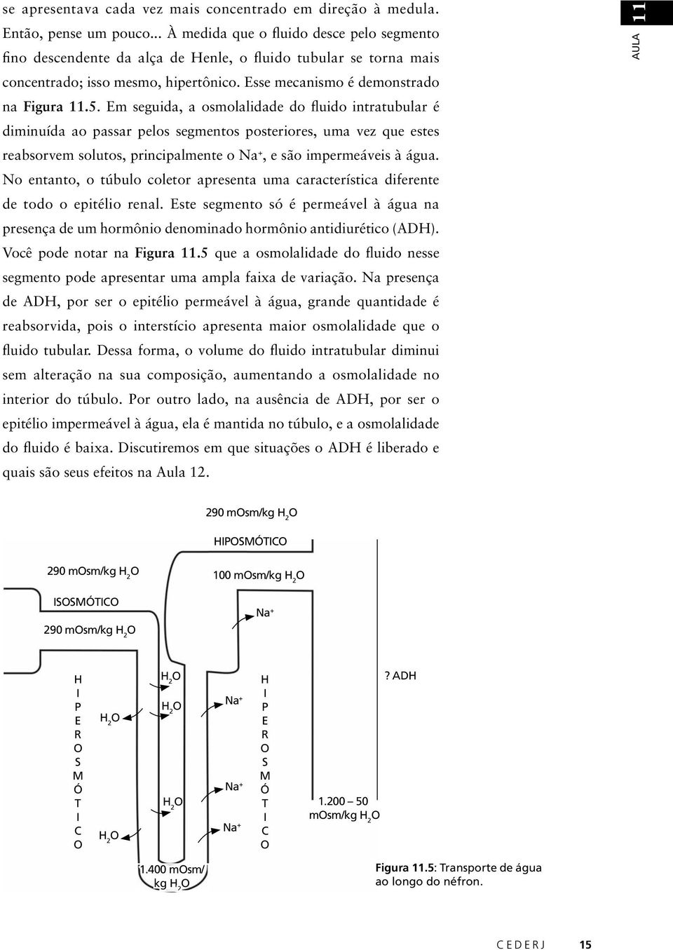 Em seguida, a osmolalidade do fluido intratubular é diminuída ao passar pelos segmentos posteriores, uma vez que estes reabsorvem solutos, principalmente o Na +, e são impermeáveis à água.