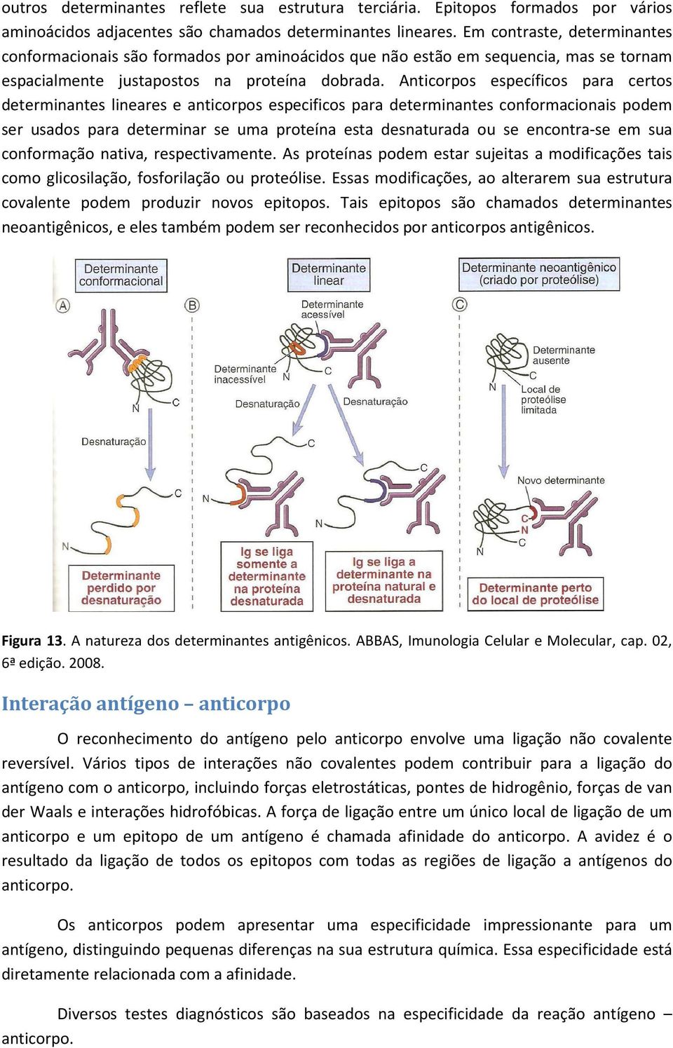 Anticorpos específicos para certos determinantes lineares e anticorpos especificos para determinantes conformacionais podem ser usados para determinar se uma proteína esta desnaturada ou se