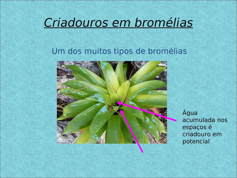 bromélias Água acumulada