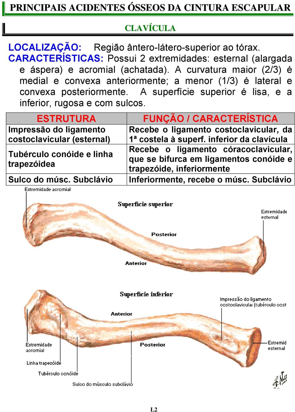 A curvatura maior (2/3) é medial e convexa anteriormente; a menor (1/3) é lateral e convexa posteriormente. A superfície superior é lisa, e a inferior, rugosa e com sulcos.