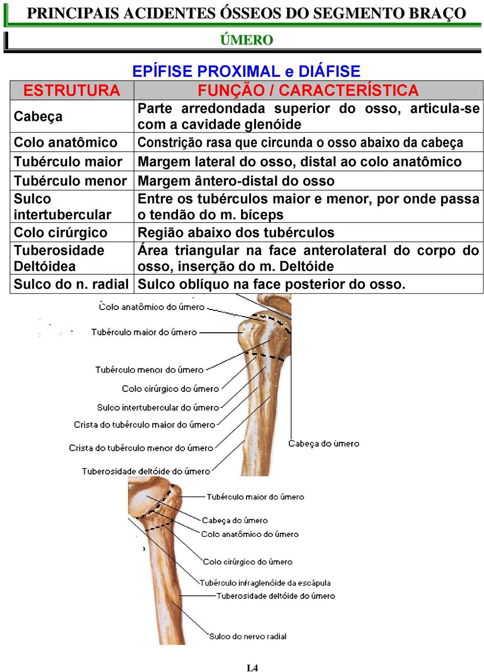 menor Margem ântero-distal do osso Sulco Entre os tubérculos maior e menor, por onde passa intertubercular o tendão do m.