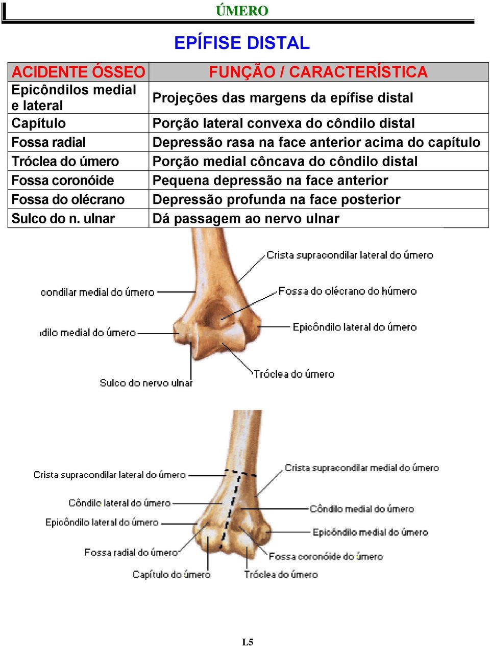 ulnar EPÍFISE DISTAL FUNÇÃO / CARACTERÍSTICA Projeções das margens da epífise distal Porção lateral convexa do