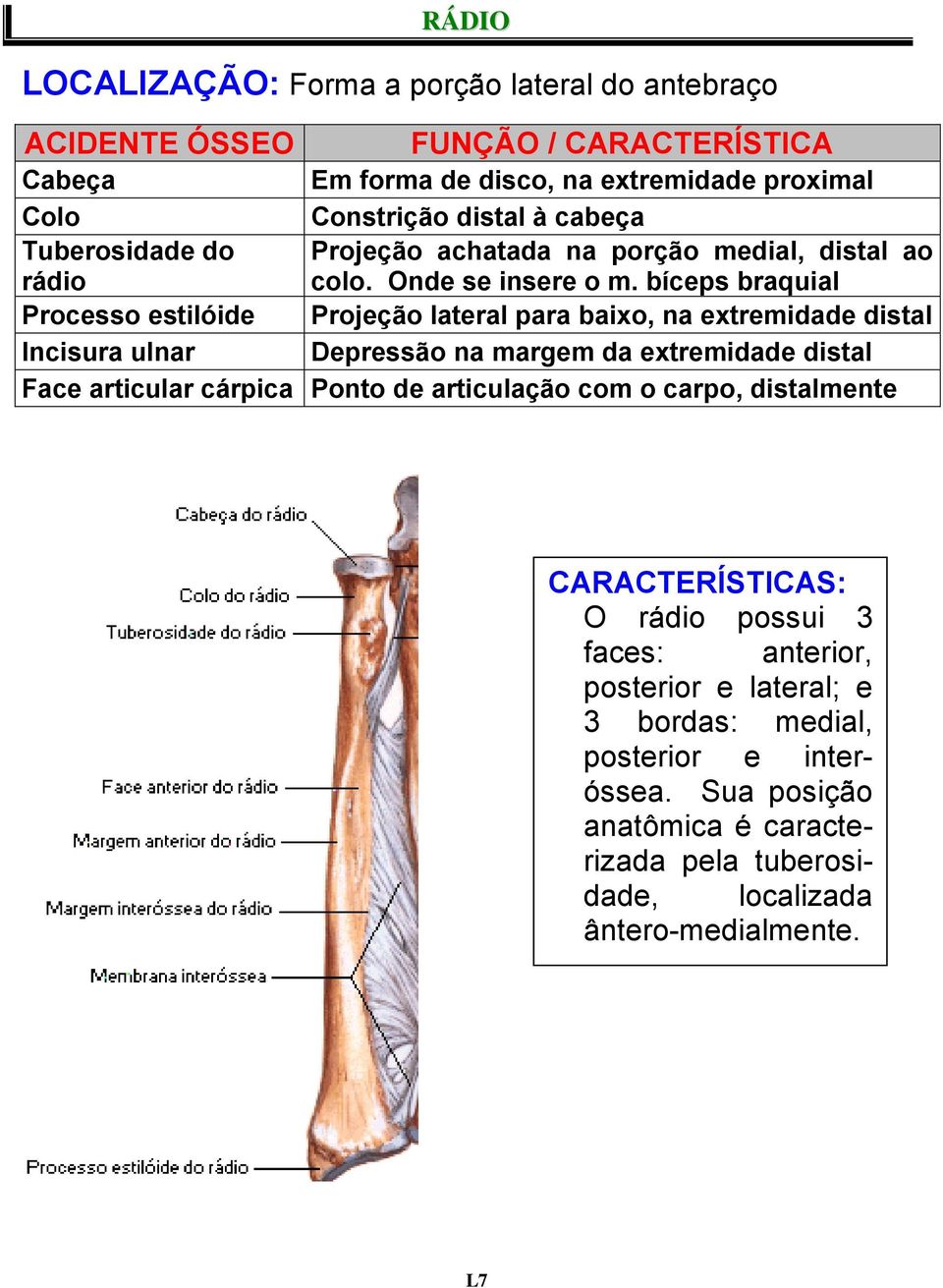 bíceps braquial Processo estilóide Projeção lateral para baixo, na extremidade distal Incisura ulnar Depressão na margem da extremidade distal Face articular cárpica Ponto