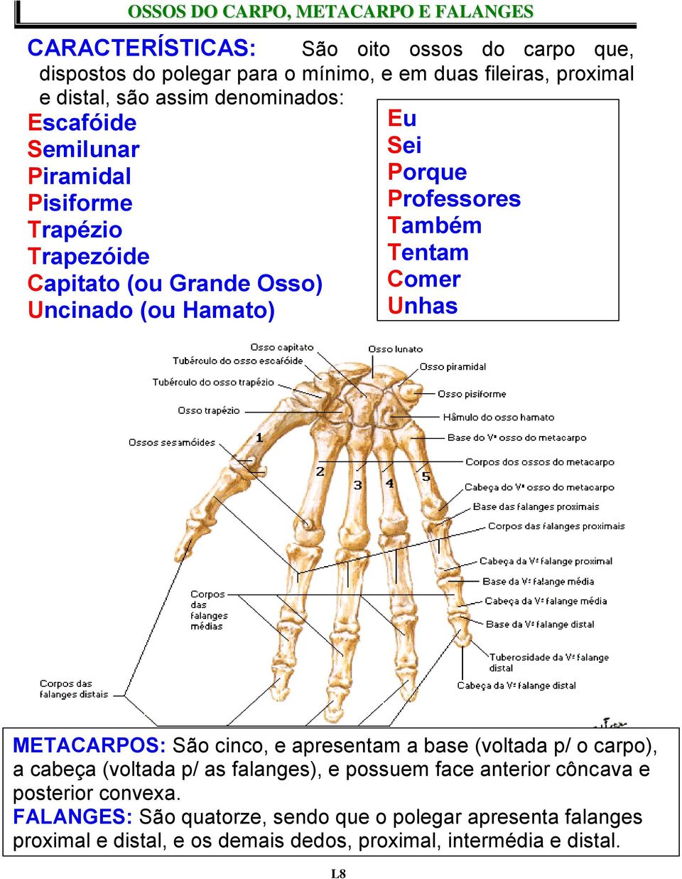 Professores Também Tentam Comer Unhas METACARPOS: São cinco, e apresentam a base (voltada p/ o carpo), a cabeça (voltada p/ as falanges), e possuem face