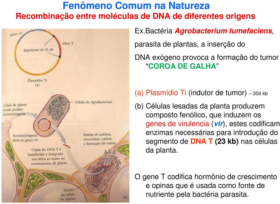 (indutor de tumor) 200 kb (b) Células lesadas da planta produzem composto fenólico, que induzem os genes de virulencia (vir), estes codificam