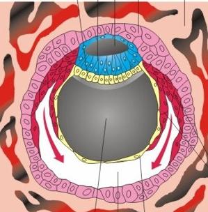 PRINCIPAIS EVENTOS Cavidade amniótica Epiblasto Hipoblasto Epiblasto prolifera