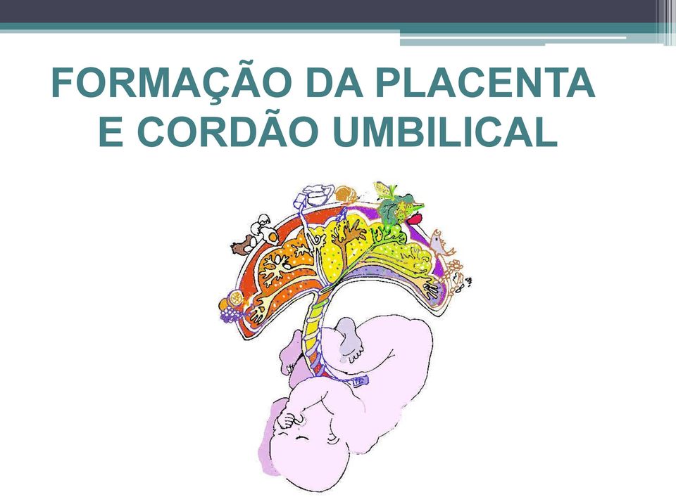 PLACENTA