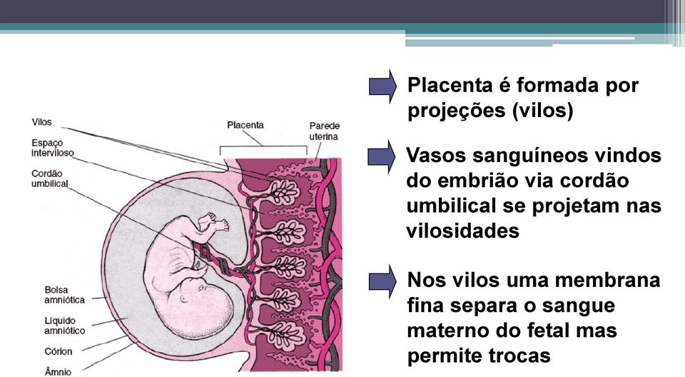 se projetam nas vilosidades Nos vilos uma membrana