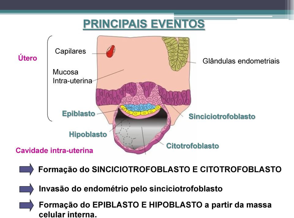 Epiblasto Sinciciotrofoblasto Hipoblasto Cavidade intra-uterina Citotrofoblasto