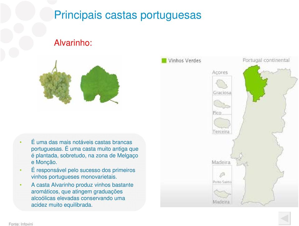 É responsável pelo sucesso dos primeiros vinhos portugueses monovarietais.