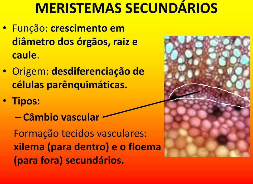 Origem: desdiferenciação de células parênquimáticas.