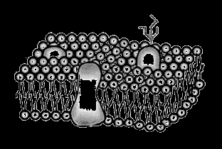 e) As moléculas de DNA são menores que os poros do filtro de papel. 5.