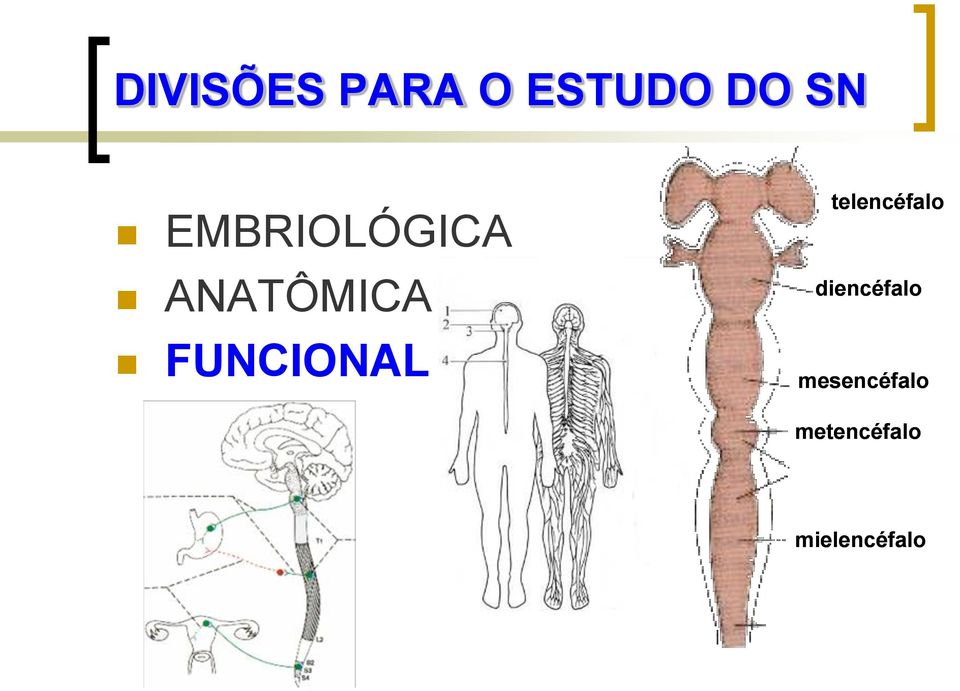 FUNCIONAL telencéfalo