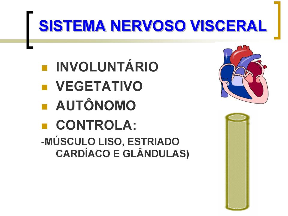 AUTÔNOMO CONTROLA: -MÚSCULO