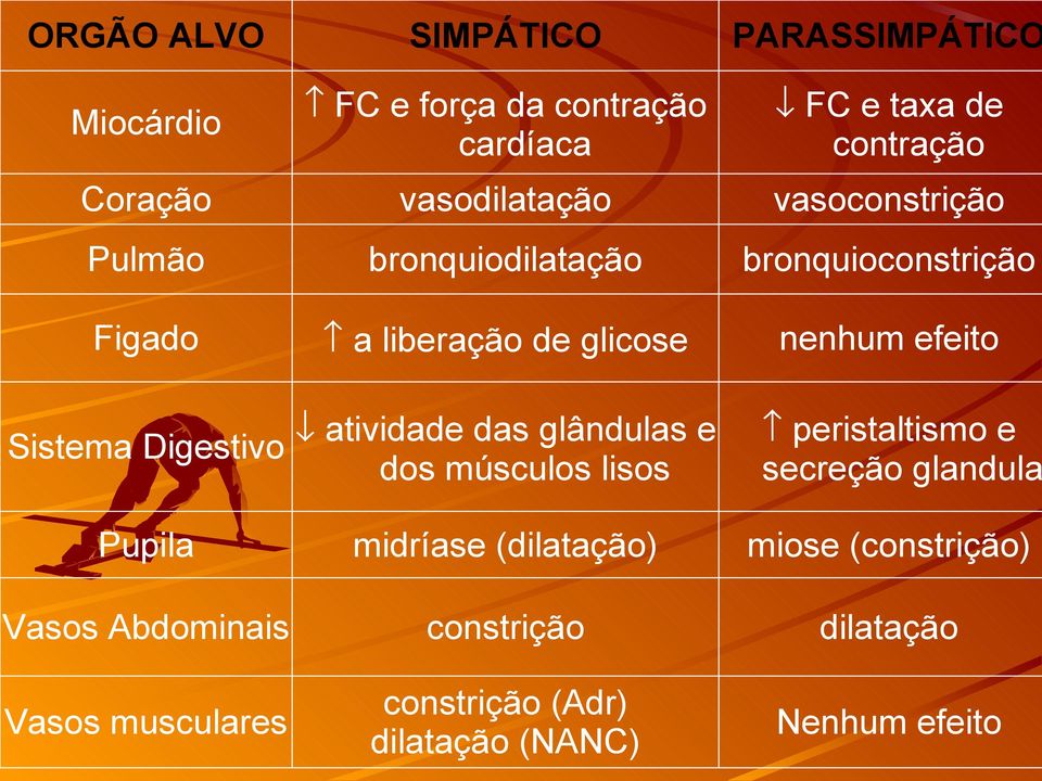 Sistema Digestivo atividade das glândulas e dos músculos lisos Pupila midríase (dilatação) miose (constrição) Vasos