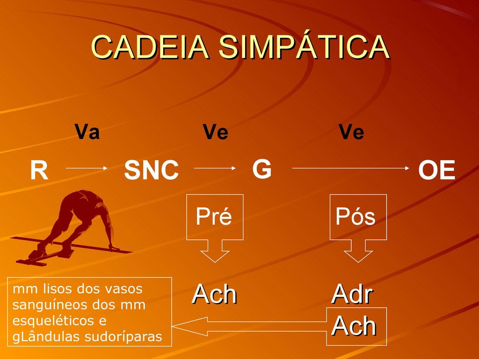 dos mm esqueléticos e glândulas