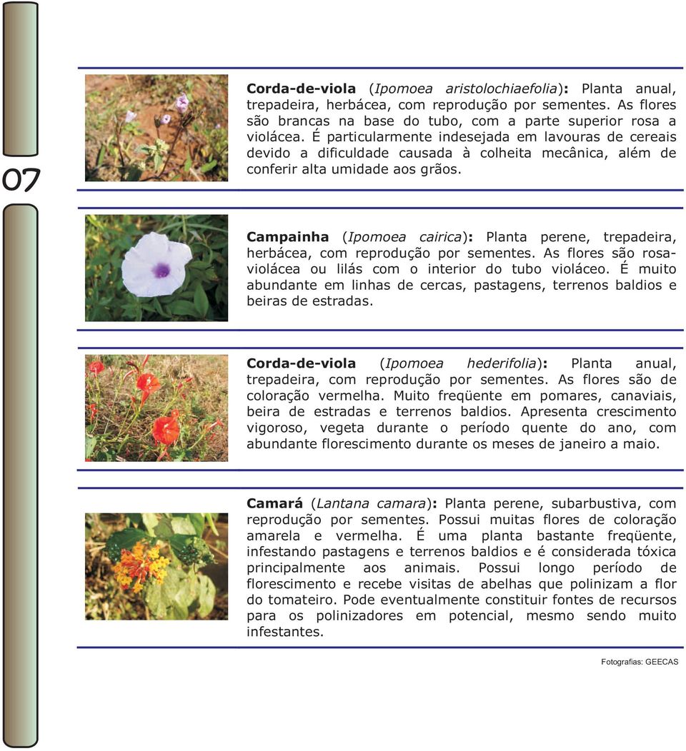 Campainha (Ipomoea cairica): Planta perene, trepadeira, herbácea, com reprodução por sementes. As flores são rosaviolácea ou lilás com o interior do tubo violáceo.