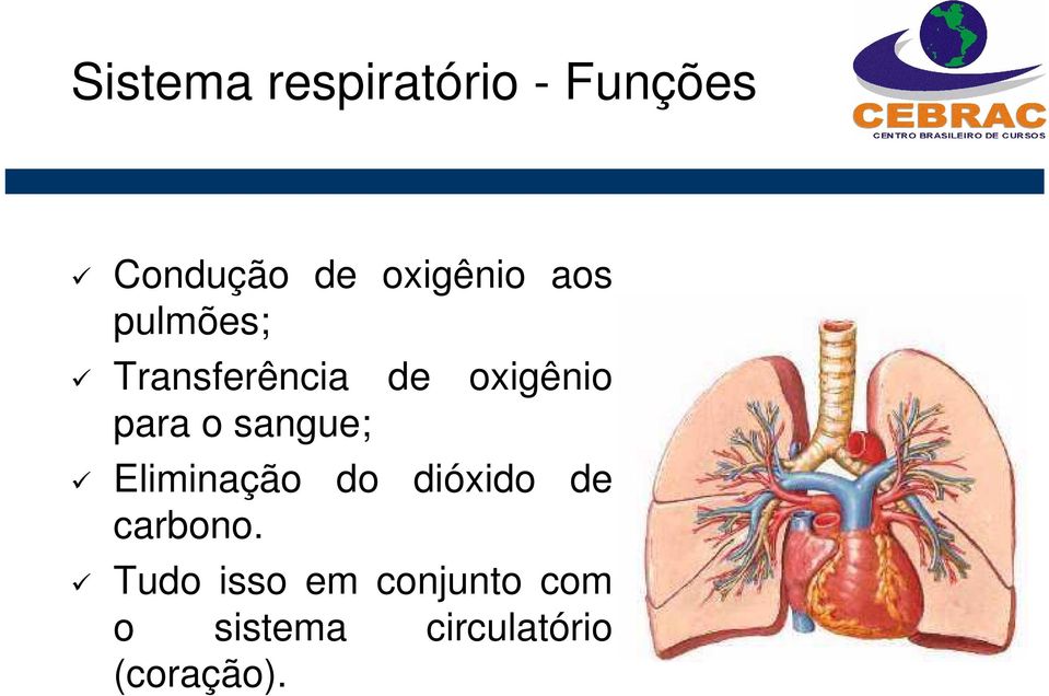 para o sangue; Eliminação do dióxido de carbono.