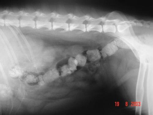 Produção de Radiografias Diagnósticas Preparo adequado