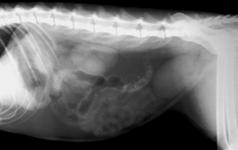 Diafragma Fígado Estômago Intestinos Rins Bexiga