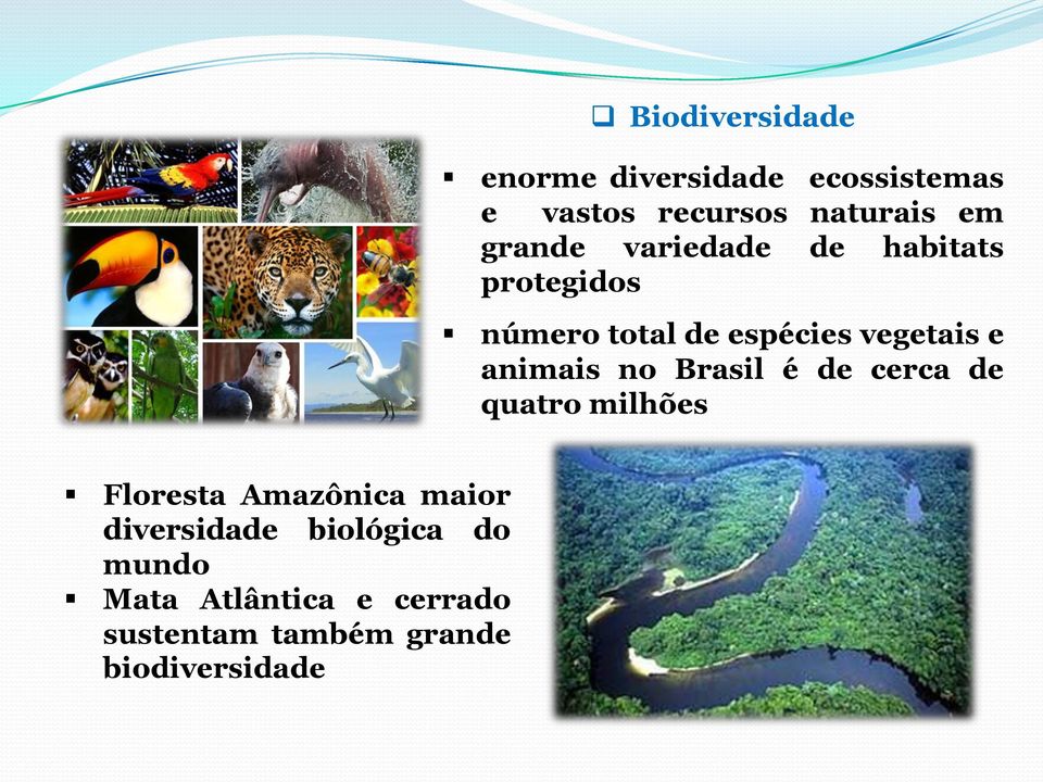 animais no Brasil é de cerca de quatro milhões Floresta Amazônica maior