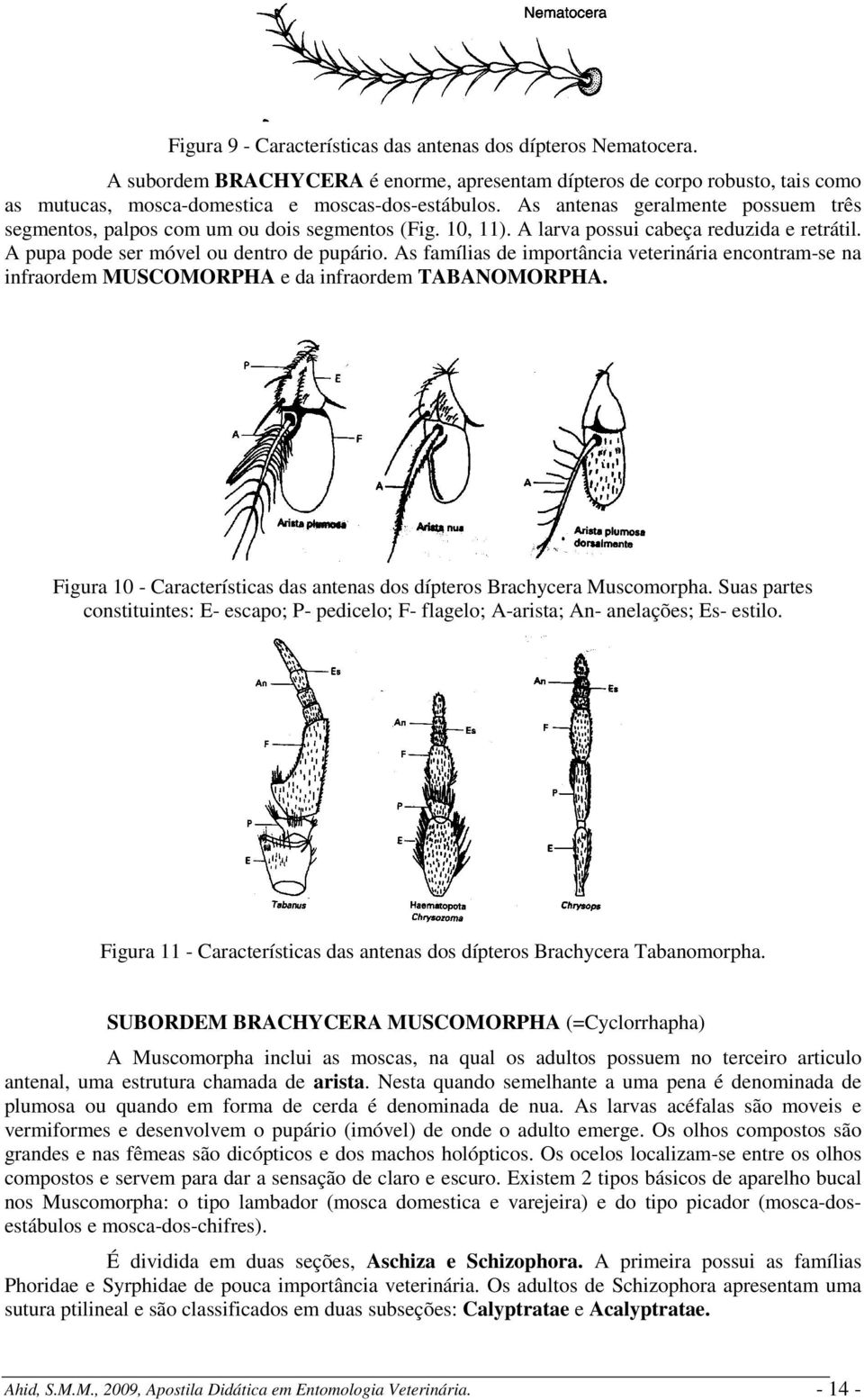 As famílias de importância veterinária encontram-se na infraordem MUSCOMORPHA e da infraordem TABANOMORPHA. Figura 10 - Características das antenas dos dípteros Brachycera Muscomorpha.