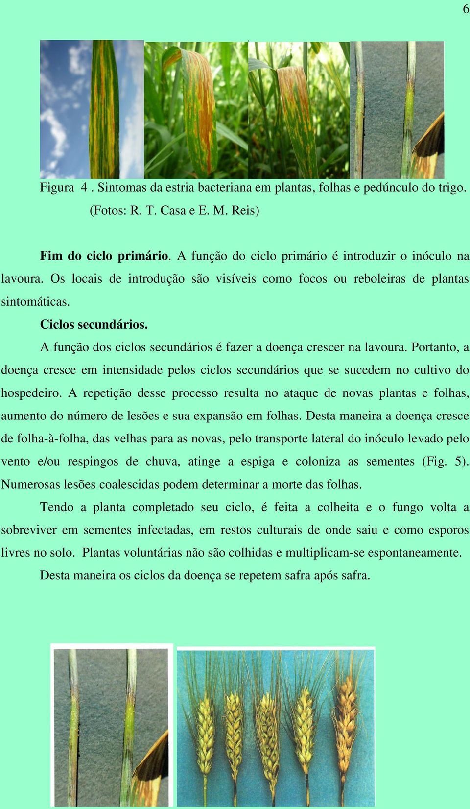 Portanto, a doença cresce em intensidade pelos ciclos secundários que se sucedem no cultivo do hospedeiro.