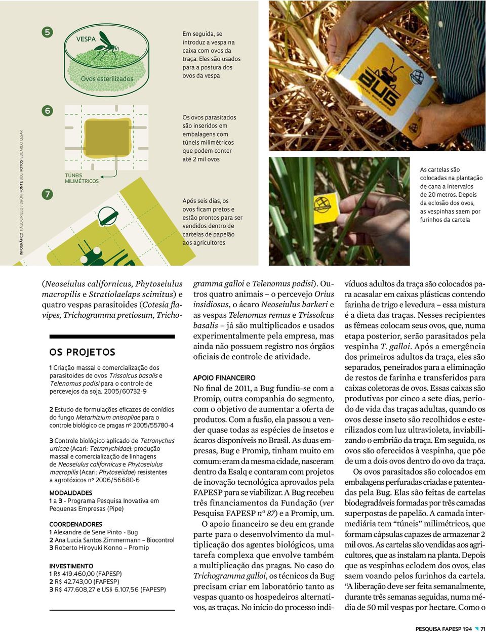 milimétricos que podem conter até 2 mil ovos Após seis dias, os ovos ficam pretos e estão prontos para ser vendidos dentro de cartelas de papelão aos agricultores As cartelas são colocadas na