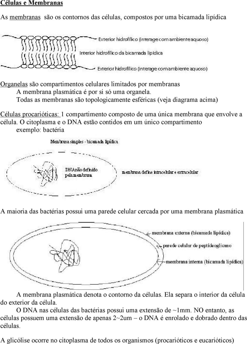 O citoplasma e o DNA estão contidos em um único compartimento exemplo: bactéria A maioria das bactérias possui uma parede celular cercada por uma membrana plasmática A membrana plasmática denota o