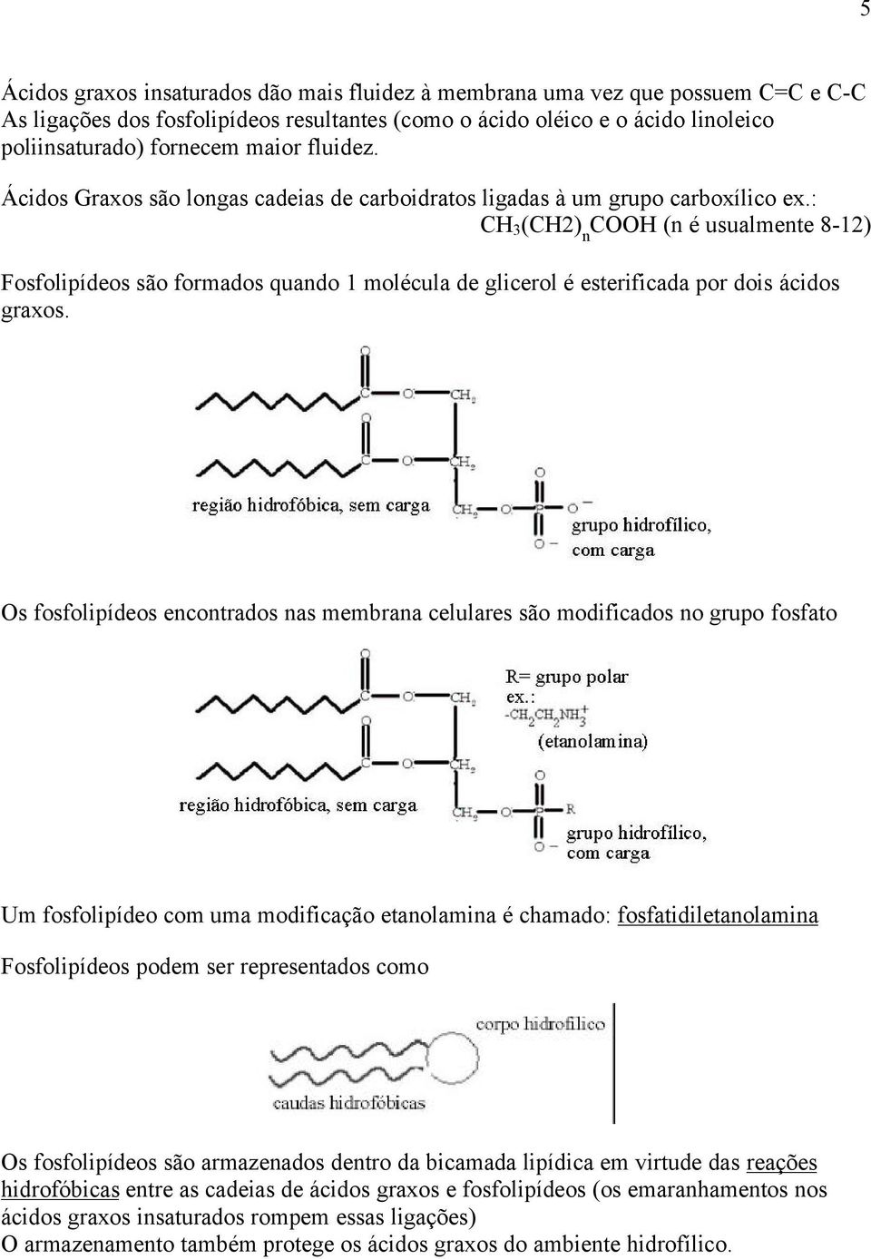 : CH 3 (CH2) n COOH (n é usualmente 8-12) Fosfolipídeos são formados quando 1 molécula de glicerol é esterificada por dois ácidos graxos.