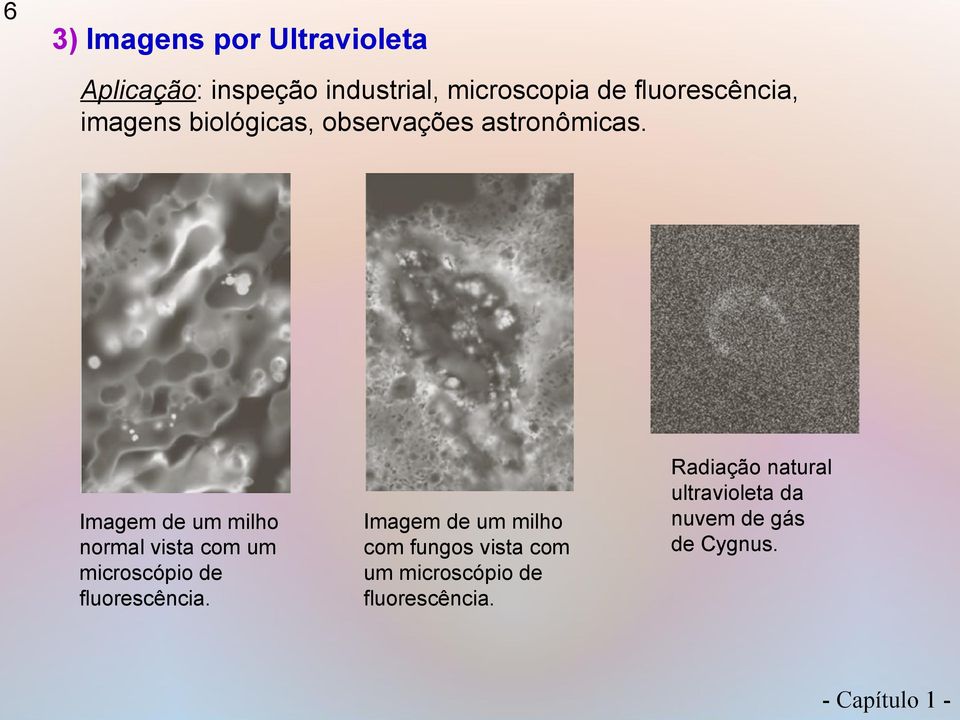 Imagem de um milho normal vista com um microscópio de fluorescência.