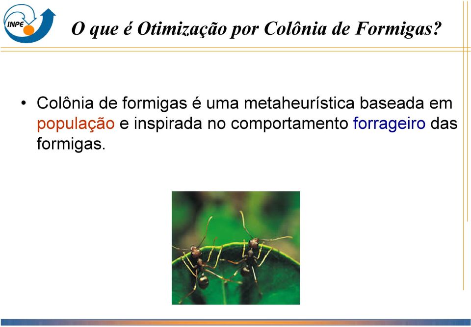 Colônia de formigas é uma