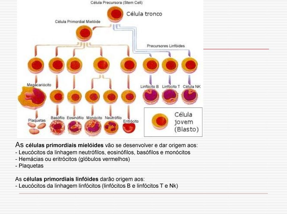 Hemácias ou eritrócitos (glóbulos vermelhos) - Plaquetas As células primordiais