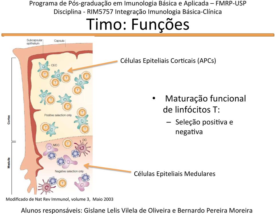 funcional de linfócitos T: Seleção posi'va e nega'va Células