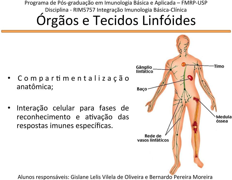 Compar'mentalização anatômica; Interação celular para