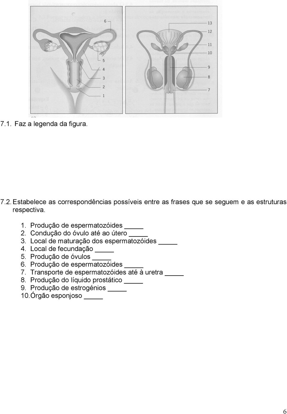 Produção de espermatozóides 2. Condução do óvulo até ao útero 3. Local de maturação dos espermatozóides 4.