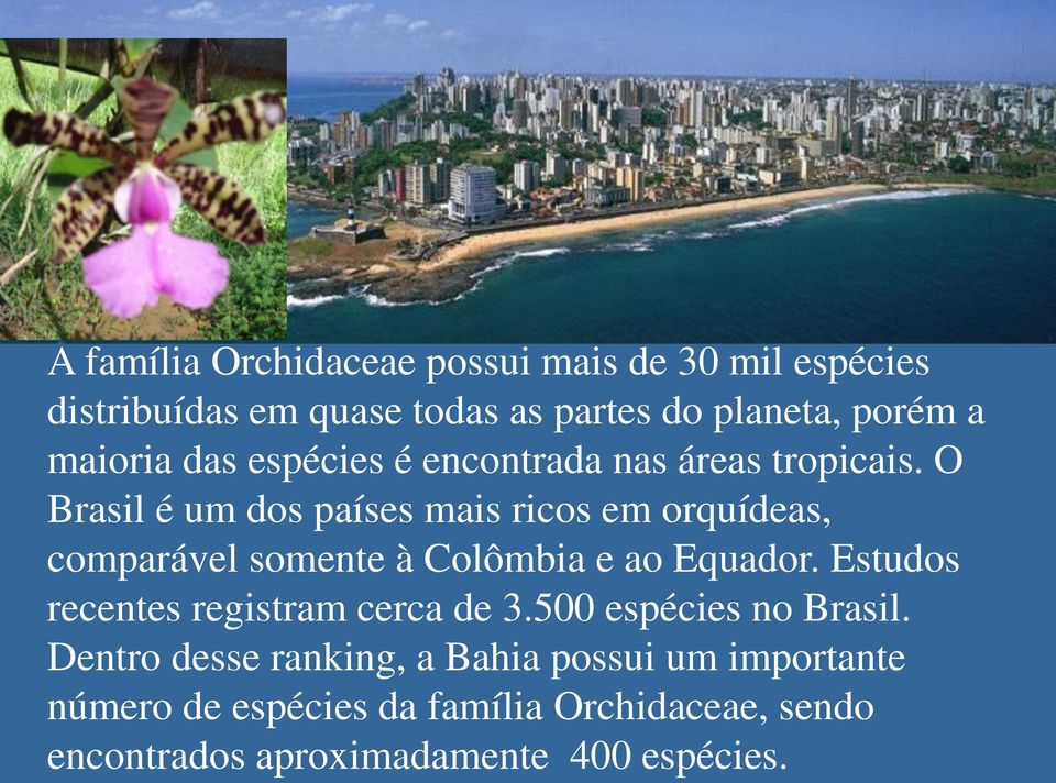 O Brasil é um dos países mais ricos em orquídeas, comparável somente à Colômbia e ao Equador.