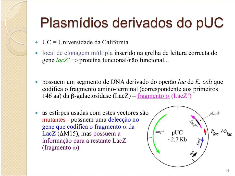 coli que codifica o fragmento amino-terminal (correspondente aos primeiros 146 aa) da β-galactosidase (LacZ) fragmento α (LacZ ) as