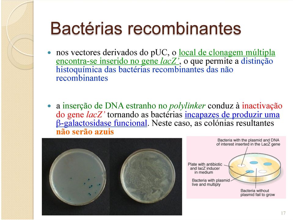 recombinantes a inserção de DNA estranho no polylinker conduz à inactivação do gene lacz tornando as