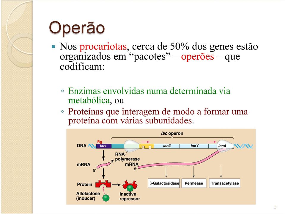 envolvidas numa determinada via metabólica, ou Proteínas