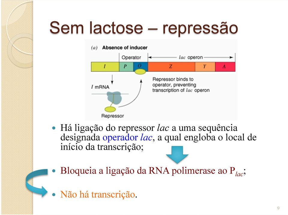 engloba o local de início da transcrição; Bloqueia