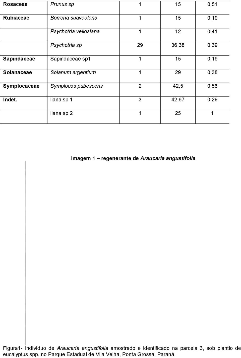 liana sp 1 3 42,67 0,29 liana sp 2 1 25 1 Imagem 1 regenerante de Araucaria angustifolia Figura1- Indivíduo de Araucaria