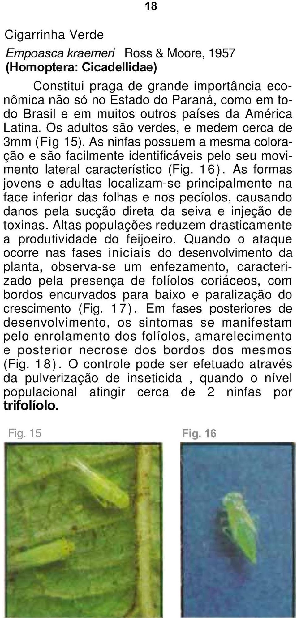 As formas jovens e adultas localizam-se principalmente na face inferior das folhas e nos pecíolos, causando danos pela sucção direta da seiva e injeção de toxinas.